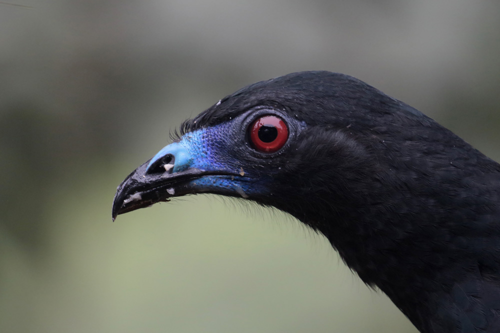 Black Guan